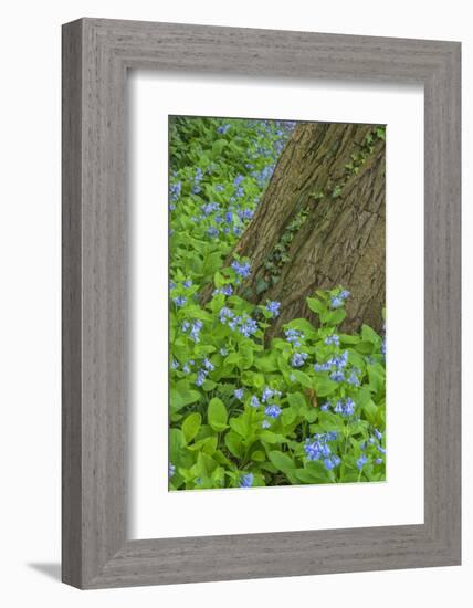 USA, Pennsylvania, Wayne, Chanticleer Garden. Spring Scenic-Jay O'brien-Framed Photographic Print