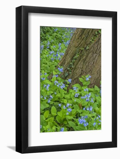 USA, Pennsylvania, Wayne, Chanticleer Garden. Spring Scenic-Jay O'brien-Framed Photographic Print