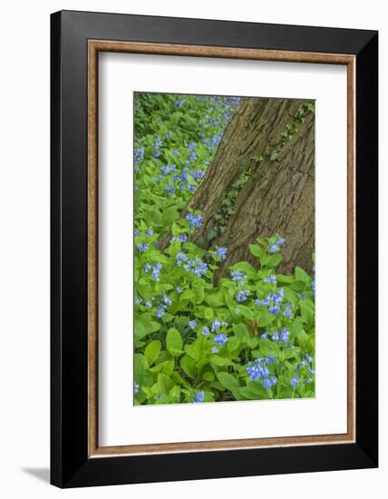 USA, Pennsylvania, Wayne, Chanticleer Garden. Spring Scenic-Jay O'brien-Framed Photographic Print