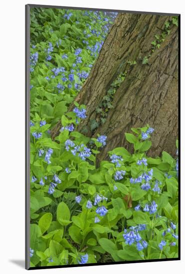 USA, Pennsylvania, Wayne, Chanticleer Garden. Spring Scenic-Jay O'brien-Mounted Photographic Print