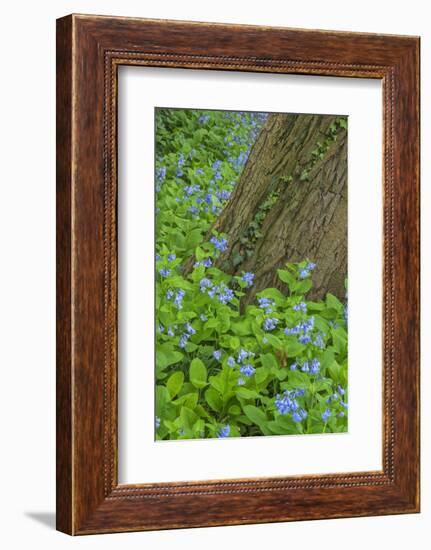 USA, Pennsylvania, Wayne, Chanticleer Garden. Spring Scenic-Jay O'brien-Framed Premium Photographic Print