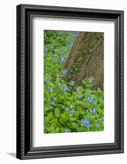 USA, Pennsylvania, Wayne, Chanticleer Garden. Spring Scenic-Jay O'brien-Framed Premium Photographic Print