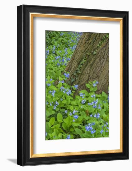 USA, Pennsylvania, Wayne, Chanticleer Garden. Spring Scenic-Jay O'brien-Framed Premium Photographic Print