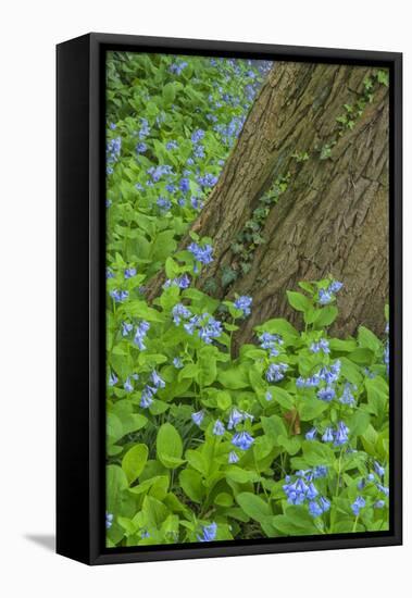 USA, Pennsylvania, Wayne, Chanticleer Garden. Spring Scenic-Jay O'brien-Framed Premier Image Canvas