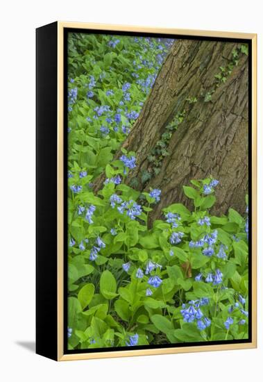 USA, Pennsylvania, Wayne, Chanticleer Garden. Spring Scenic-Jay O'brien-Framed Premier Image Canvas