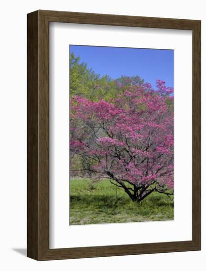 USA, Pennsylvania, Wayne, Chanticleer Garden. Tree in Bloom-Jay O'brien-Framed Photographic Print