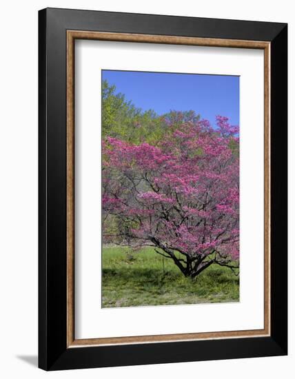 USA, Pennsylvania, Wayne, Chanticleer Garden. Tree in Bloom-Jay O'brien-Framed Photographic Print