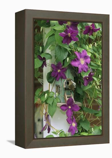 USA, Pennsylvania. Wren in Birdhouse and Clematis Vine-Jaynes Gallery-Framed Premier Image Canvas