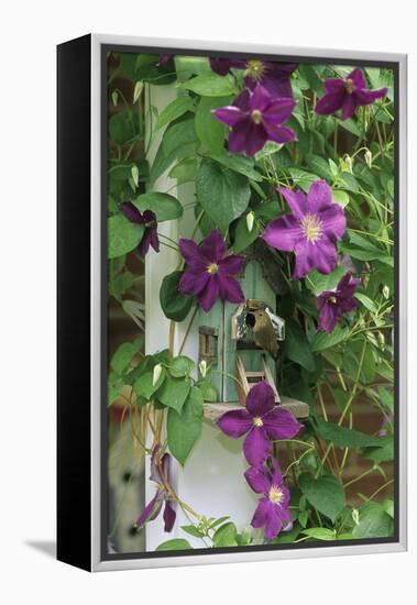 USA, Pennsylvania. Wren in Birdhouse and Clematis Vine-Jaynes Gallery-Framed Premier Image Canvas