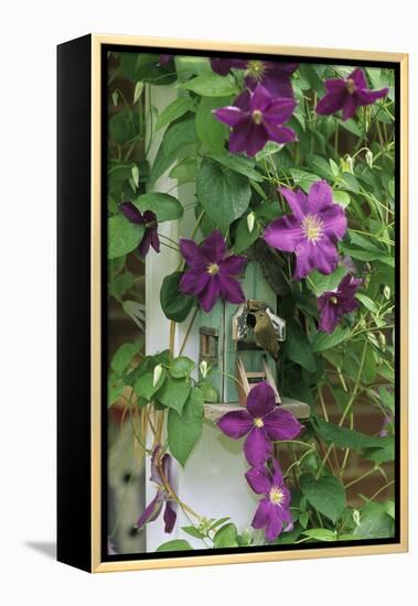 USA, Pennsylvania. Wren in Birdhouse and Clematis Vine-Jaynes Gallery-Framed Premier Image Canvas