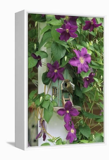 USA, Pennsylvania. Wren in Birdhouse and Clematis Vine-Jaynes Gallery-Framed Premier Image Canvas