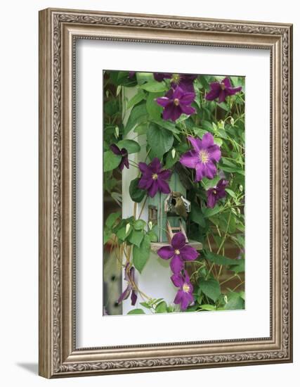 USA, Pennsylvania. Wren in Birdhouse and Clematis Vine-Jaynes Gallery-Framed Photographic Print