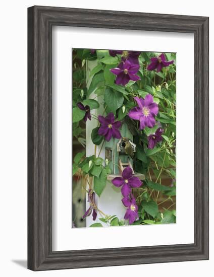 USA, Pennsylvania. Wren in Birdhouse and Clematis Vine-Jaynes Gallery-Framed Photographic Print