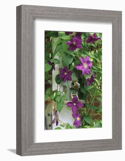 USA, Pennsylvania. Wren in Birdhouse and Clematis Vine-Jaynes Gallery-Framed Photographic Print