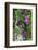 USA, Pennsylvania. Wren in Birdhouse and Clematis Vine-Jaynes Gallery-Framed Photographic Print