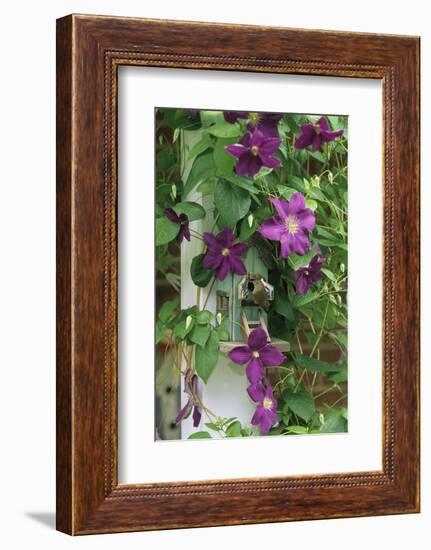 USA, Pennsylvania. Wren in Birdhouse and Clematis Vine-Jaynes Gallery-Framed Photographic Print