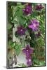 USA, Pennsylvania. Wren in Birdhouse and Clematis Vine-Jaynes Gallery-Mounted Photographic Print