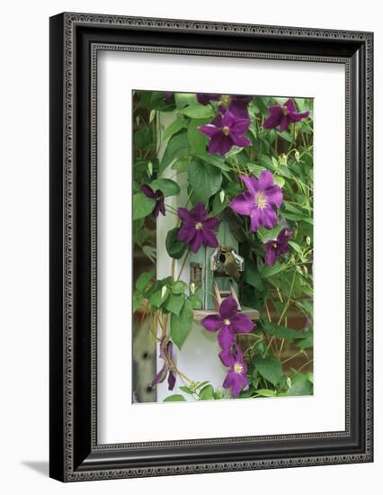 USA, Pennsylvania. Wren in Birdhouse and Clematis Vine-Jaynes Gallery-Framed Photographic Print