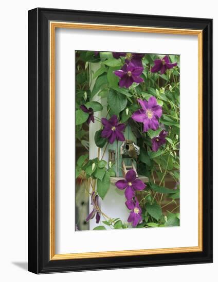 USA, Pennsylvania. Wren in Birdhouse and Clematis Vine-Jaynes Gallery-Framed Photographic Print