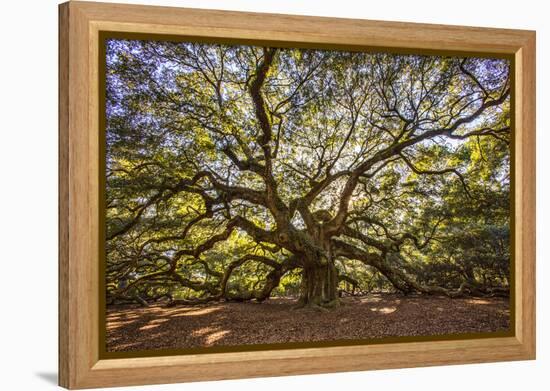 USA, South Carolina, Charleston, Angel Oak-Hollice Looney-Framed Premier Image Canvas