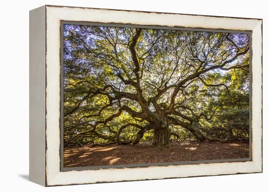 USA, South Carolina, Charleston, Angel Oak-Hollice Looney-Framed Premier Image Canvas