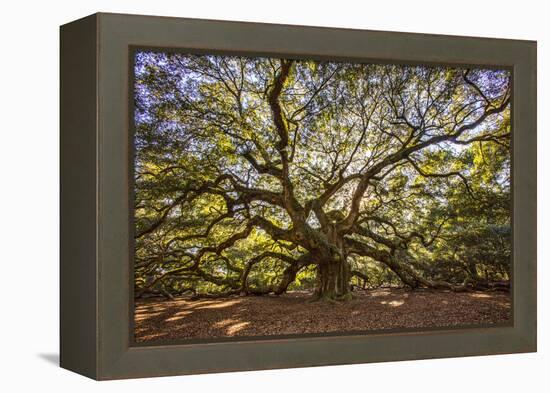 USA, South Carolina, Charleston, Angel Oak-Hollice Looney-Framed Premier Image Canvas