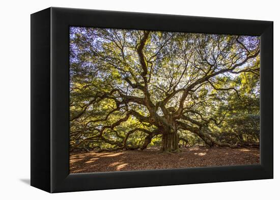 USA, South Carolina, Charleston, Angel Oak-Hollice Looney-Framed Premier Image Canvas