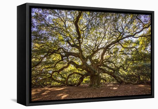 USA, South Carolina, Charleston, Angel Oak-Hollice Looney-Framed Premier Image Canvas