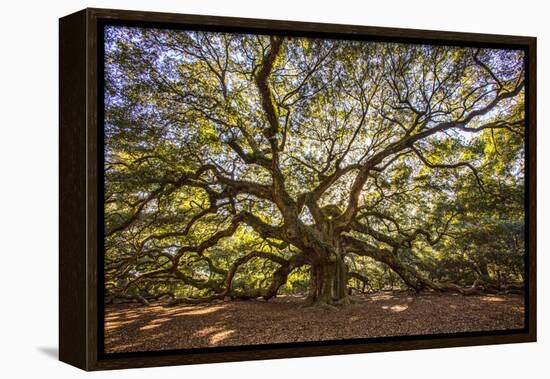 USA, South Carolina, Charleston, Angel Oak-Hollice Looney-Framed Premier Image Canvas