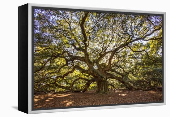 USA, South Carolina, Charleston, Angel Oak-Hollice Looney-Framed Premier Image Canvas