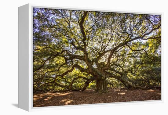 USA, South Carolina, Charleston, Angel Oak-Hollice Looney-Framed Premier Image Canvas