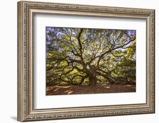 USA, South Carolina, Charleston, Angel Oak-Hollice Looney-Framed Photographic Print