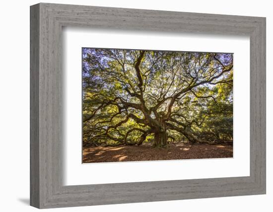 USA, South Carolina, Charleston, Angel Oak-Hollice Looney-Framed Photographic Print