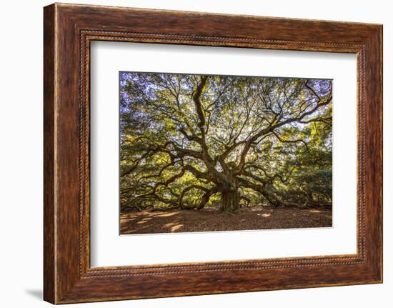 USA, South Carolina, Charleston, Angel Oak-Hollice Looney-Framed Photographic Print