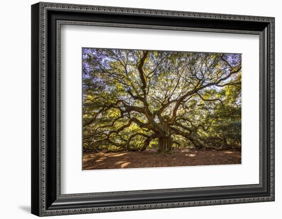 USA, South Carolina, Charleston, Angel Oak-Hollice Looney-Framed Photographic Print