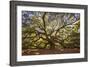 USA, South Carolina, Charleston, Angel Oak-Hollice Looney-Framed Photographic Print