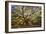 USA, South Carolina, Charleston, Angel Oak-Hollice Looney-Framed Photographic Print