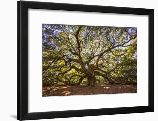 USA, South Carolina, Charleston, Angel Oak-Hollice Looney-Framed Photographic Print