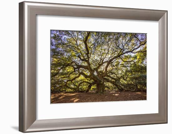 USA, South Carolina, Charleston, Angel Oak-Hollice Looney-Framed Photographic Print