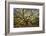 USA, South Carolina, Charleston, Angel Oak-Hollice Looney-Framed Photographic Print