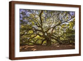 USA, South Carolina, Charleston, Angel Oak-Hollice Looney-Framed Photographic Print