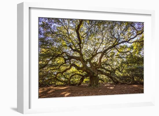 USA, South Carolina, Charleston, Angel Oak-Hollice Looney-Framed Photographic Print