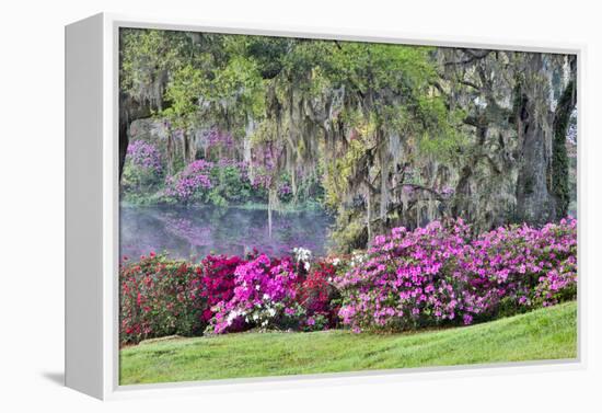 USA, South Carolina, Charleston, Calm Among the Flowers-Hollice Looney-Framed Premier Image Canvas