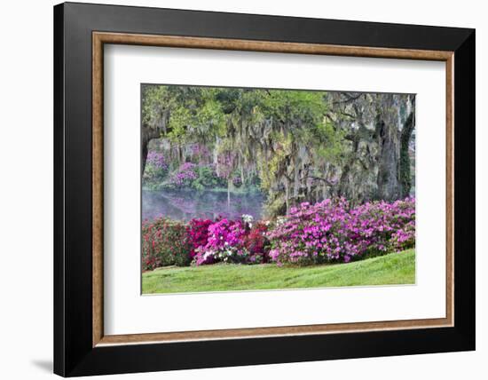 USA, South Carolina, Charleston, Calm Among the Flowers-Hollice Looney-Framed Photographic Print