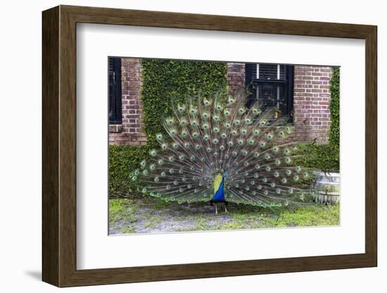 USA, South Carolina, Charleston, Displaying Peacock-Hollice Looney-Framed Photographic Print
