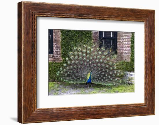 USA, South Carolina, Charleston, Displaying Peacock-Hollice Looney-Framed Photographic Print