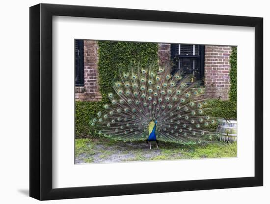 USA, South Carolina, Charleston, Displaying Peacock-Hollice Looney-Framed Photographic Print