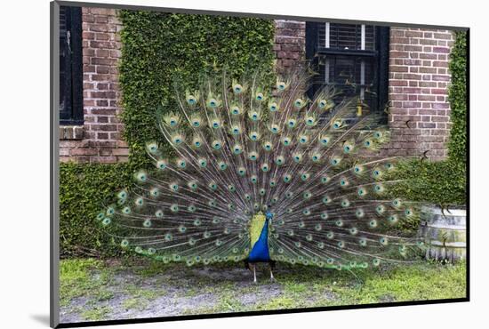 USA, South Carolina, Charleston, Displaying Peacock-Hollice Looney-Mounted Photographic Print