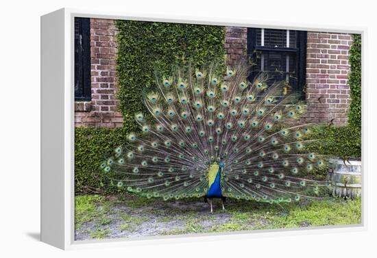 USA, South Carolina, Charleston, Displaying Peacock-Hollice Looney-Framed Premier Image Canvas