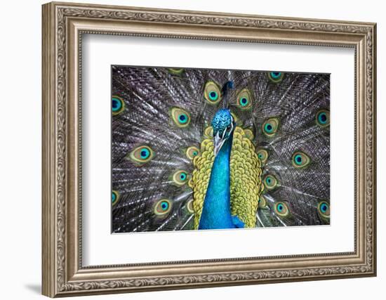 USA, South Carolina, Charleston, Peacock-Hollice Looney-Framed Photographic Print